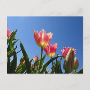 Roze tulpen & Blue Sky DIY-Briefkaart Briefkaart