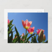 Roze tulpen & Blue Sky DIY-Briefkaart Briefkaart (Voorkant / Achterkant)