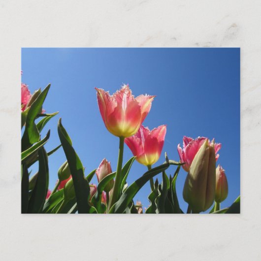 Roze tulpen & Blue Sky DIY-Briefkaart Briefkaart (Voorkant)