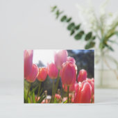 Roze tulpen briefkaart (Staand voorkant)