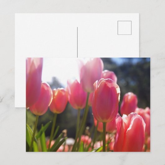 Roze tulpen briefkaart (Voorkant / Achterkant)