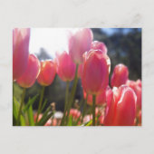 Roze tulpen briefkaart (Voorkant)