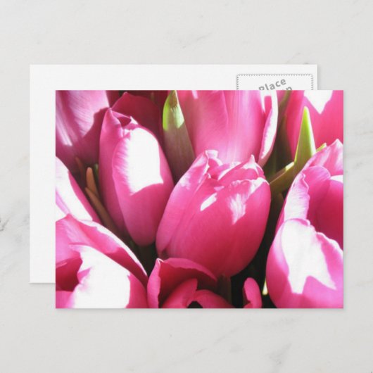 Roze tulpen briefkaart (Voorkant / Achterkant)