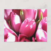 Roze tulpen briefkaart (Voorkant)