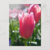 Roze tulpen briefkaart (Voorkant)