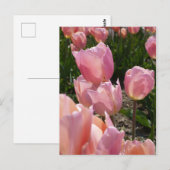 Roze tulpen briefkaart (Voorkant / Achterkant)