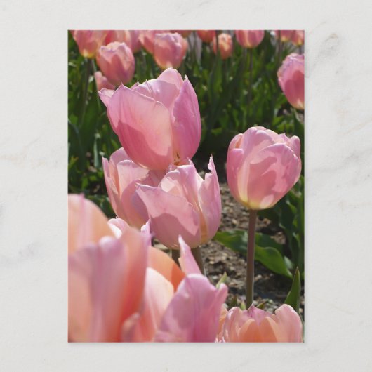 Roze tulpen briefkaart (Voorkant)