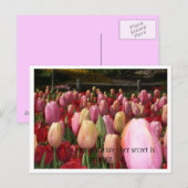 roze tulpen briefkaart (Voorkant / Achterkant)