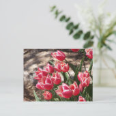 Roze tulpen briefkaart (Staand voorkant)