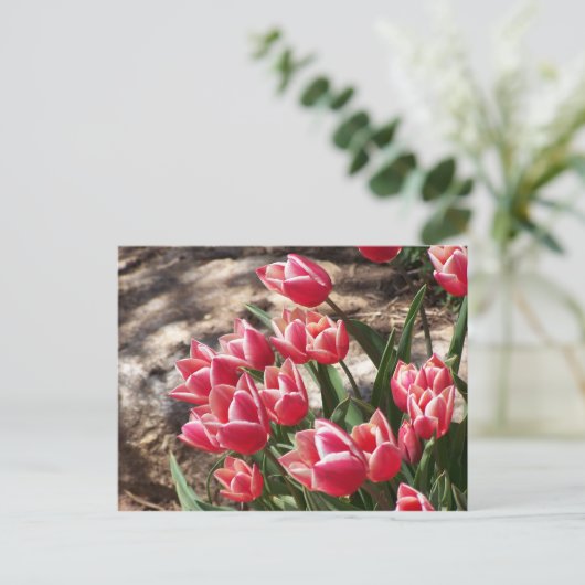 Roze tulpen briefkaart (Staand voorkant)