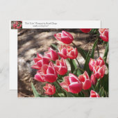 Roze tulpen briefkaart (Voorkant / Achterkant)