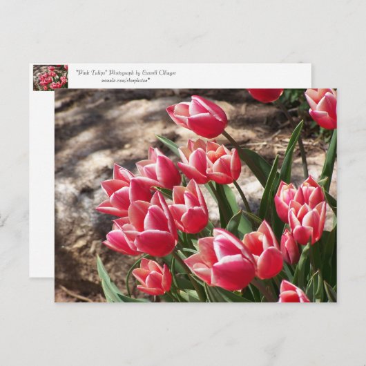 Roze tulpen briefkaart (Voorkant / Achterkant)