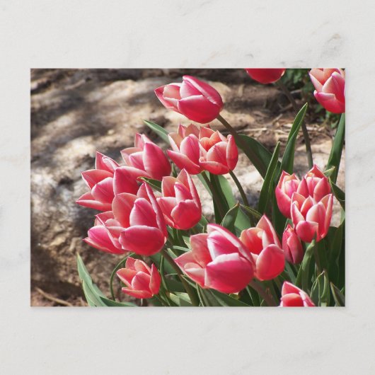 Roze tulpen briefkaart (Voorkant)