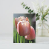Roze tulpen briefkaart (Staand voorkant)