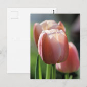 Roze tulpen briefkaart (Voorkant / Achterkant)