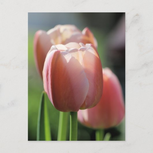 Roze tulpen briefkaart (Voorkant)