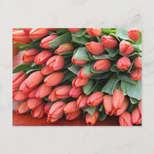roze tulpen briefkaart