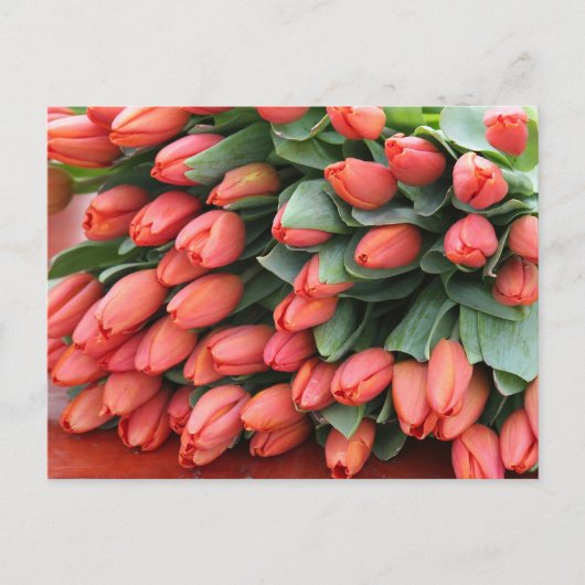 roze tulpen briefkaart (Voorkant)