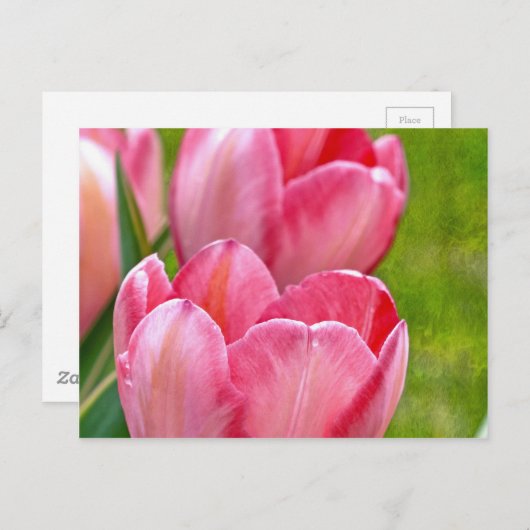 Roze tulpen briefkaart (Voorkant / Achterkant)