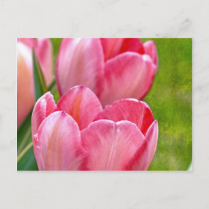 Roze tulpen briefkaart