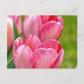 Roze tulpen briefkaart (Voorkant)