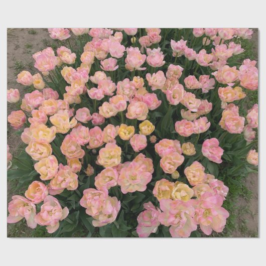 Roze tulpen cadeaupapier (Vlak)