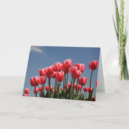 Roze tulpen en een blauwe lucht feestdagen kaart (Voorkant)