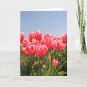 roze tulpen en een blauwe lucht feestdagen kaart