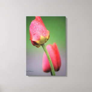 Roze Tulpen Foto Canvasprint Canvas Afdruk