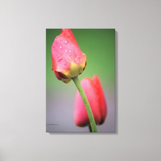 Roze Tulpen Foto Canvasprint Canvas Afdruk (Voorkant)