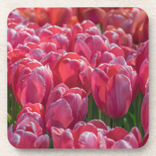 Roze tulpen harde plastic onderzetters