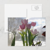 Roze tulpen in de winter briefkaart (Voorkant / Achterkant)