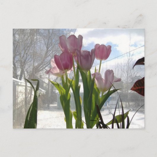 Roze tulpen in de winter briefkaart (Voorkant)