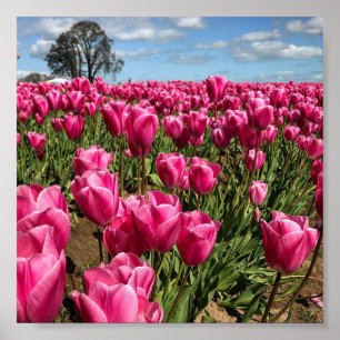 Roze tulpen in een veld, Oregon Poster