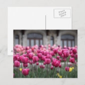 Roze Tulpen in Montreal, Canada - Briefkaart (Voorkant / Achterkant)