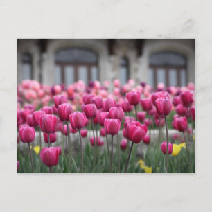 Roze Tulpen in Montreal, Canada - Briefkaart