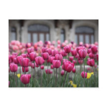Roze Tulpen in Montreal, Canada - Briefkaart