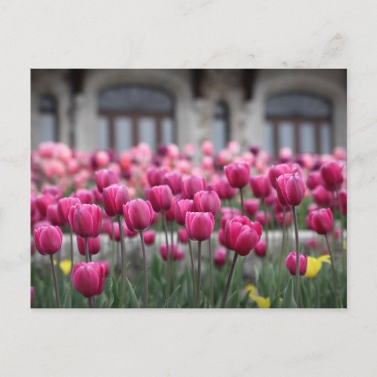 Roze Tulpen in Montreal, Canada - Briefkaart (Voorkant)