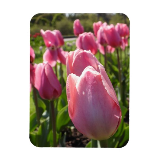 Roze tulpen magneet (Verticaal)