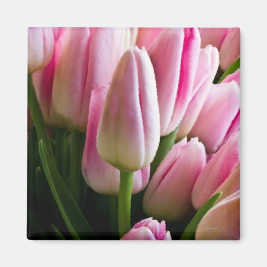 Roze tulpen magneet (Voorkant)