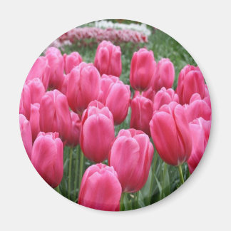 Roze tulpen magneet