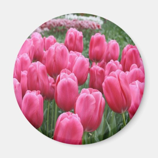 Roze tulpen magneet (Voorkant)