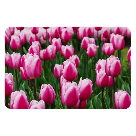Roze Tulpen Magneet (Horizontaal)