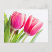 Roze tulpen met groene bladeren Foto Briefkaart (Voorkant)