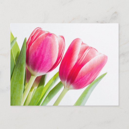 Roze tulpen met groene bladeren Foto Briefkaart (Voorkant)