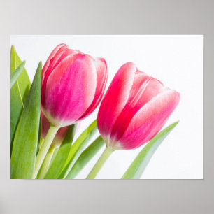 Roze tulpen met groene bladeren Foto Poster