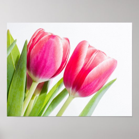 Roze tulpen met groene bladeren Foto Poster (Voorkant)