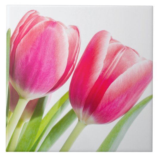 Roze tulpen met groene bladeren Foto Tegeltje (Voorkant)