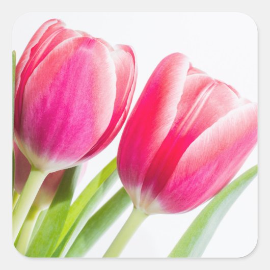 Roze tulpen met groene bladeren vierkante sticker (Voorkant)