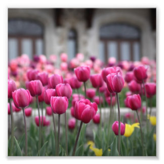 Roze tulpen - Montreal (afdrukken) Foto Afdruk